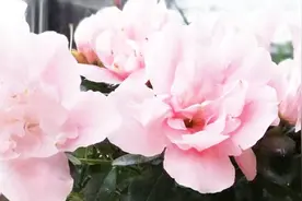 比利时杜鹃花自拍VLOG，花中西施，新手如何养护才能四季开花视频封面