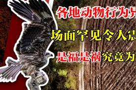 各地动物惊现“异常行为”，场面震撼令人不安，原因究竟为何？视频封面