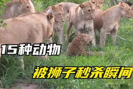 你见过狮子攻击猎豹和黑熊吗？以下就是狮子攻击15种猎物的瞬间！视频封面