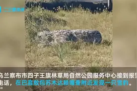 罕见！乌兰察布大草原上发现野生雪豹，居民近距离拍下睡觉萌态视频封面