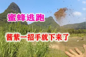 蜜蜂跑蜂不要急，村民这样一挥手，蜜蜂就下来视频封面