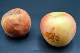苹果烂了一小块，到底还能吃吗？多亏老果农及时提醒，别再瞎吃了视频封面
