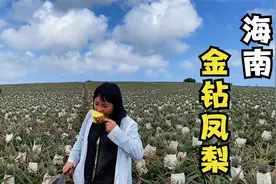 凤梨和菠萝的区别，还是很大的，长在树上就能明显看出视频封面