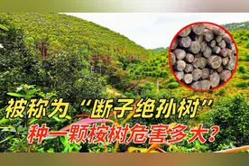 为何桉树被叫“断子绝孙树”，广西却依旧在种？原来好处这么多