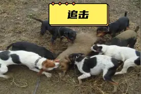 丛林犬王，广西十万大山中走出的顶级猎犬，广西土猎视频封面