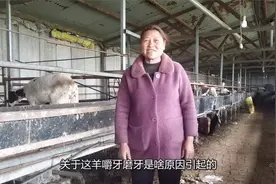 养羊老张分享：羊嚼牙磨牙是什么情况引起的？视频封面