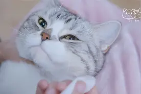 【PiKa小日常】乖巧猫咪的面部清洁视频封面