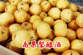用辽宁特产带酒香味的南果梨酿白兰地，家里小蜘蛛也来取酒喝