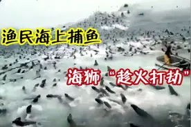 渔民去海上捕鱼，刚准备收网时，上千头海狮“趁火打劫”！视频封面