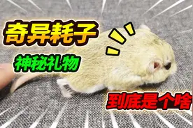 收到粉丝送的神秘礼物，开箱之后大吃一惊，仔细看完居然大失所望视频封面