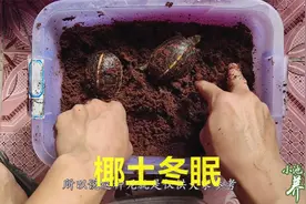 小池养龟：用椰土给乌龟冬眠怎么操作，简单实用的冬眠方式视频封面