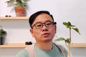 新兴懒人植物，墨西哥白脉榕，小巧耐旱，蠢萌可爱视频封面