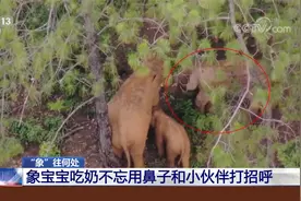 “你吃了吗？”象宝宝吃奶不忘用鼻子和小伙伴打招呼视频封面