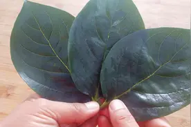 柿子叶泡水的用途你了解吗？我也是刚知道，涨知识！视频封面