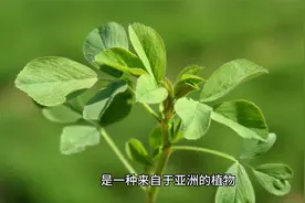 新食品原料明日叶的前世今生视频封面