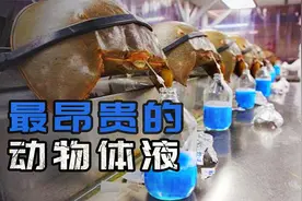 最昂贵的动物体液，一升就能卖出7000万的天价！