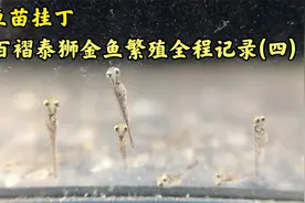 金鱼孵化出来的鱼苗今天挂丁 百褶泰狮金鱼繁殖全程记录(四)视频封面
