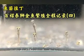 金鱼孵化出来的鱼苗今天挂丁 百褶泰狮金鱼繁殖全程记录(四)视频封面