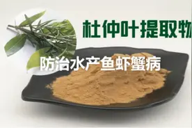 杜仲叶提取物水产养殖作用，杜仲提取物水产防治烂鳃偷死肠炎白斑视频封面