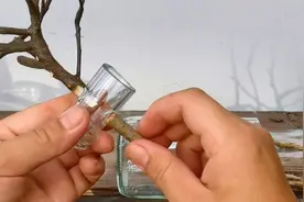 千万别再花冤枉钱买花盆了，用废弃的玻璃瓶制作盆栽，好玩有创意视频封面