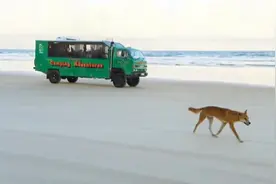 澳洲野狗，是顶级捕猎者，在自然生态系统中没有天敌视频封面
