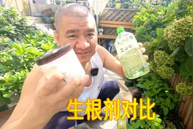 绣球花换盆用3种生根剂对比实验：萘乙酸、阿斯匹林、赠品生根粉视频封面