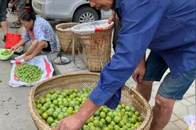 四川绵阳，李子大量上市，农村小集市上2元一斤，老品种的最好吃视频封面