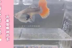 其实只想养一条鱼，结果孔雀鱼一次就生了120多条，鱼该何去何从视频封面