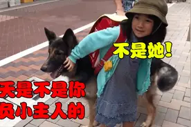 小主人在学校受委屈，德牧气不过，第二天去学校保护小主人！视频封面