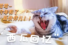 实录两只陌生猫咪相处三个月的变化，从每天打架到相亲相爱，感动