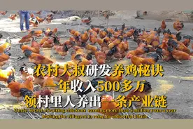 农村大叔研发养鸡秘诀，一年收入500万，领村里人开出一条产业链视频封面