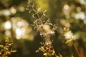 梅艳芳的歌，20首，看看有没有你听过的视频封面
