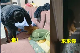 流浪猫赖在家中睡觉，被爸爸驱赶，心的善良的小主人极力挽留视频封面