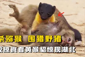 单杀猕猴，围猎野猪，黄喉貂惊现湖北十堰，国内的野猪泛滥有救了视频封面