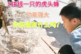 2元一只的虎头蜂，蜂老板说出它的功效后，为什么引发全场大笑？视频封面