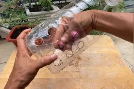 家里没有地又想种菜？一个大水瓶就能搞定！视频封面