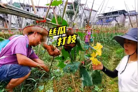 丝瓜这样打侧枝，后续长势快产量高，农村露天种菜记录！经验分享视频封面