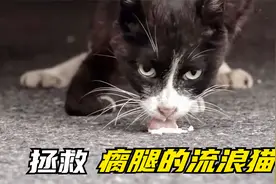 拯救瘸腿的流浪猫，小猫前腿不能走路，经过检查发现是韧带断了视频封面