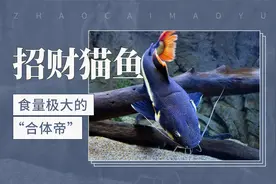 食量极大的“合体帝”——招财猫鱼视频封面
