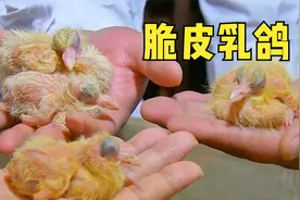 鸽子的一生，只需25天，脆皮乳鸽就出来了视频封面