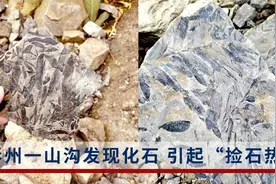 四川彭州一山沟发现大量化石引来“捡石热”，村委会：挡不住视频封面
