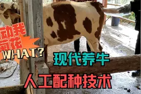 没有爱情的繁殖母牛是怎样进行繁衍的揭秘现代养牛的人工配种技术