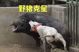 野猪克星，广西土猎犬深山当中走出的顶级猛犬