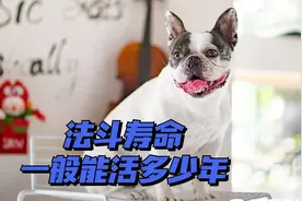法斗寿命一般能活多少年？视频封面