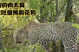 鬣狗的肉太臭，直接把雄狮、花豹吃吐了，不可思议！视频封面