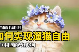 保姆级遛猫攻略！如何教你把猫养成狗～视频封面