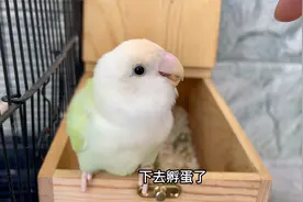 小鸟下两颗鸟蛋，咬箱子吓唬主人不让靠近，凶起来的样子真可爱视频封面