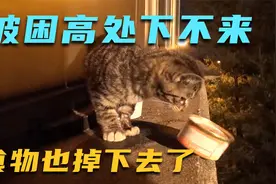 流浪小猫被困高处3天没吃饭，也不配合救援，救它太难了！视频封面