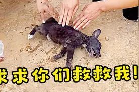 小狗垃圾场捡吃疑似中毒不断抽搐，小伙路过紧急救助帮它脱离危险视频封面