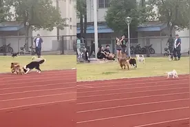 学校设宠物专业，允许学生带宠物上学，校园里随处可见猫猫狗狗